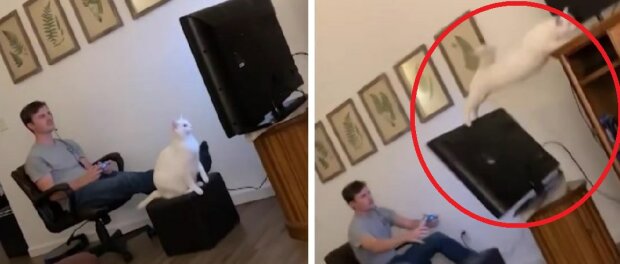 Katten som gillar att kasta föremål på golvet tappade TV: n
