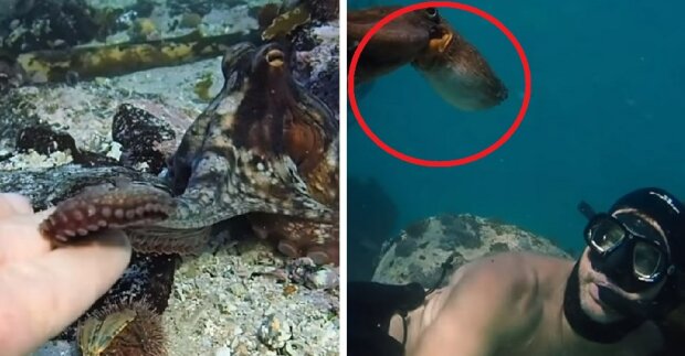 Dykare blir vän med en bläckfisk som lär honom om sin vattenvärld i 'My Octopus Teacher'
