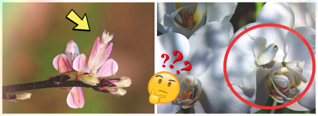 “Blomma har ätit en fjäril”: insekt imiterar en orkidé som ett sätt att jaga