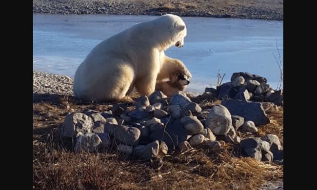 Isbjörn som stryker en hund: Vilda djur upphör aldrig att förvåna