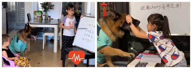 Hunden Nuomi hjälper flickan att göra läxor, samlar skräp och gör hushållsarbete medan föräldrarna inte är hemma