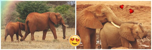 Tack vare regn, antal av baby elefanter i Kenya ökar kraftigt